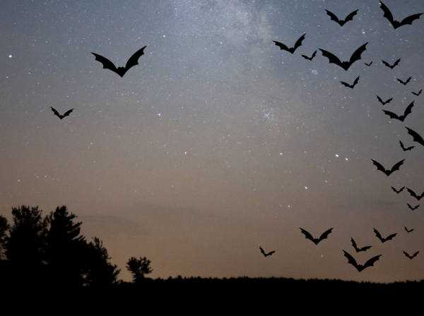 Image shows bats against a starry night sky with some trees in the background