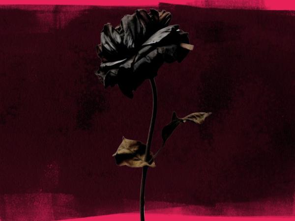 Black Rose 