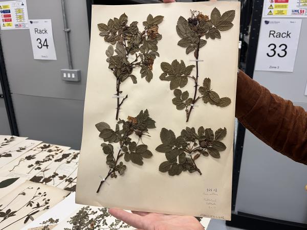 Photograph of a herbarium sheet (a3 card with dried and pressed plants attached and labelled) being held up.
