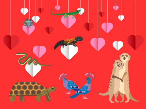 Perfect Partners at Tropical World