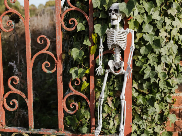 Skeleton hanging on a railing in front of a bush