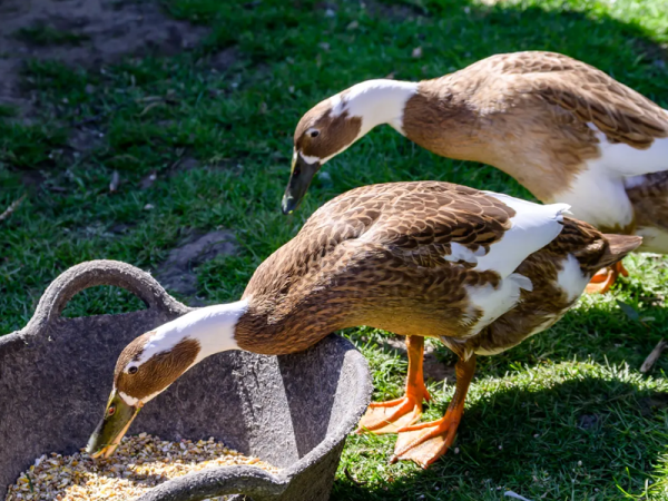 Two ducks feeding on some seeds from a bowl.
