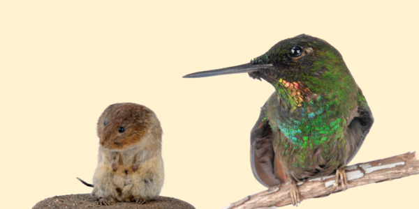 A Brazilian Ruby Hummingbird and Water Vole on a cream background
