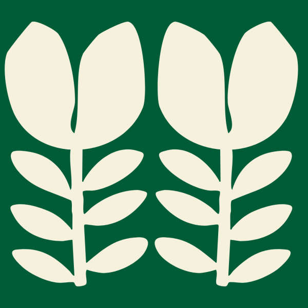 Two cream flowers on a green background