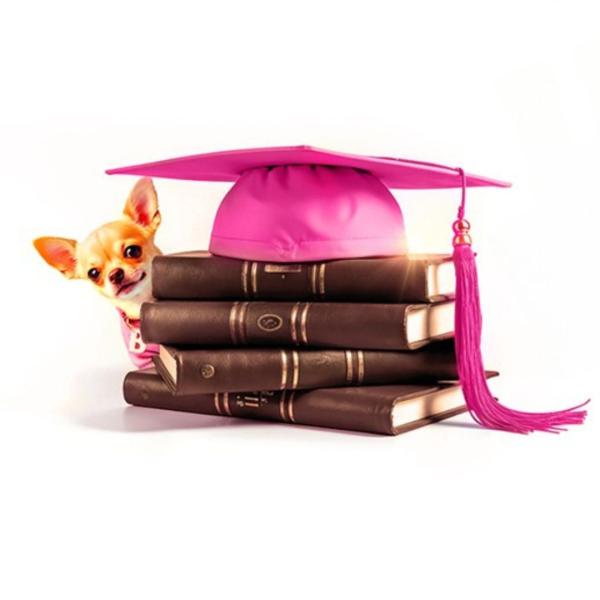 Pink mortarboard graduation cap balanced on some old looking books with a chihuahua peeking out from behind the books.