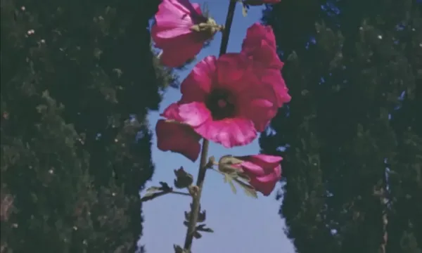 A still from "Exploring Palestinian Heritage Through Film"
