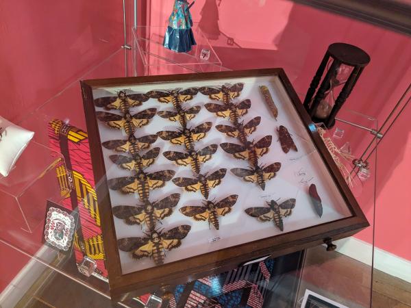 Photograph of a collection of framed moths