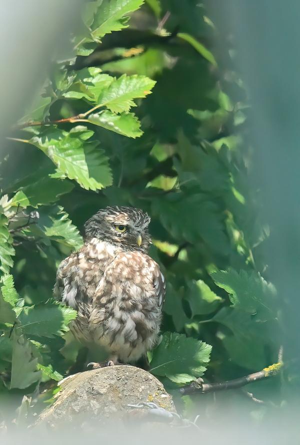 Image shows a Little Owl perched on a concrete fence post surrounded by trees