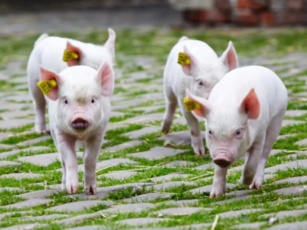 Piglets at Temple Newsam Home Farm