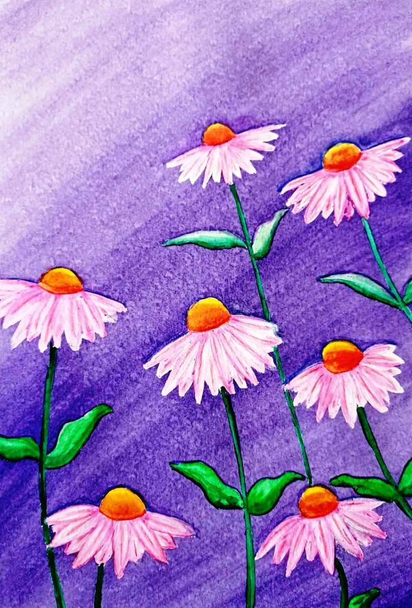Echinaceas
