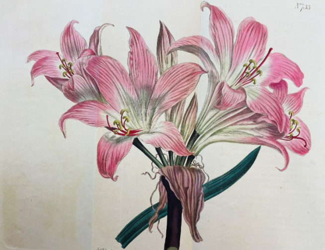 Painted pink lilies 