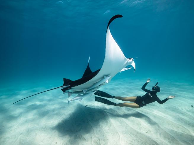 Female snorkeler swimming underneath a large manta ray in the ocean. Vibrant blue water and white sand can be seen in the background.