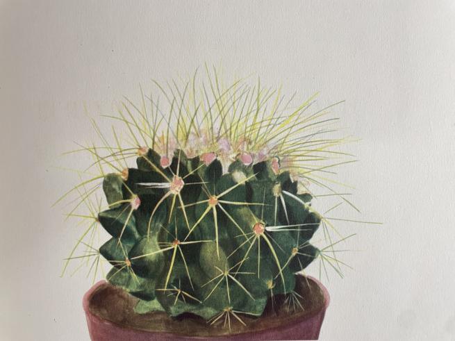 Watercolour painting of a potted cactus