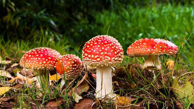 Photograph of a group of fly agaric mushrooms in the woodland