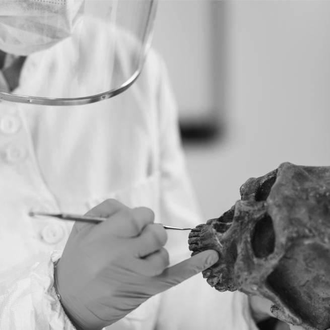 The gloved hand of an archaeologist inspecting a skull.