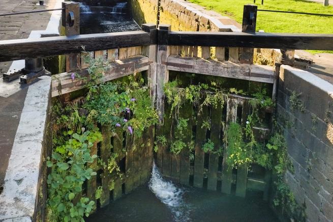 A canal lock gate at Granary Wharf, covered in flora and fauna on a sunny day