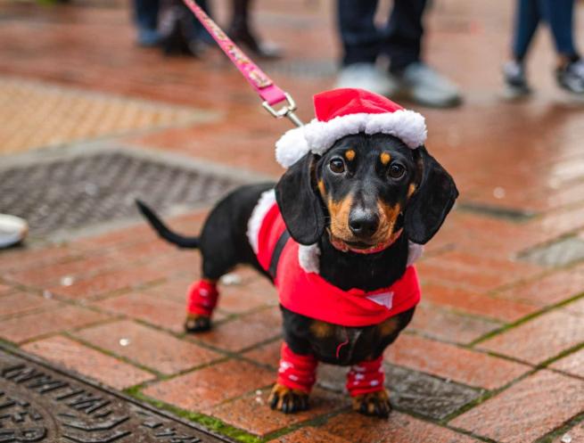 santa paws