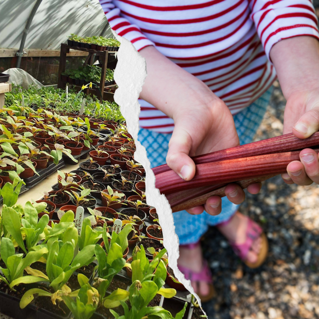 Plants and rhubarb