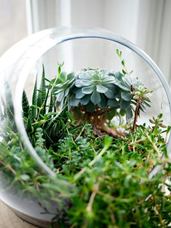 a terrarium