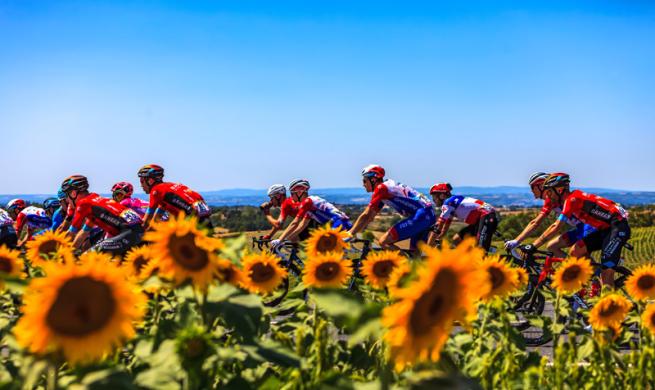 A group of people riding bicycles through a field of sunflowers.