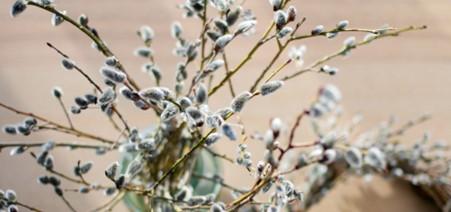 An image of spring foliage