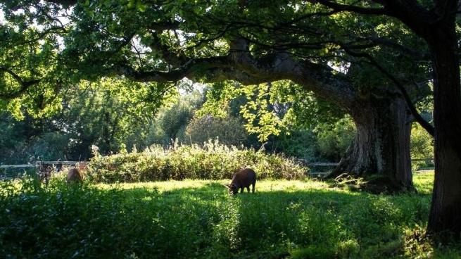 A green field with a deer grazing in it.