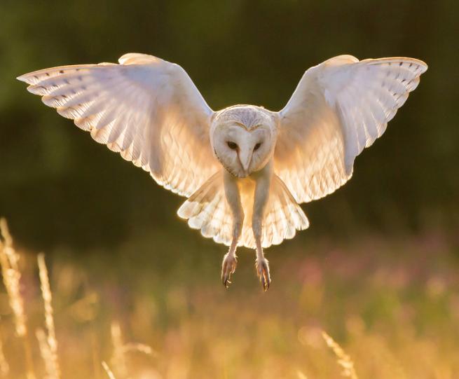 Barn Owl in flight