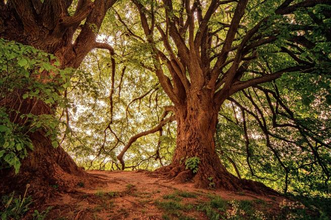 warm scene from in a forest, 2 large trees frame an untrodden dirt path, the leaves and branches cover where the path leads, but the light behind it makes it warm and inviting