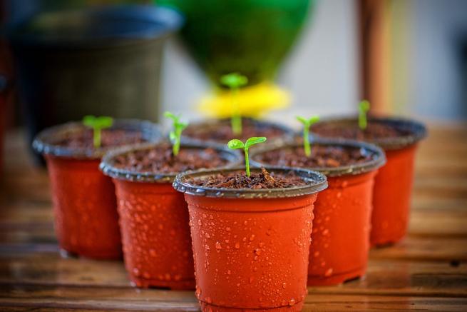 Seedlings in a pot