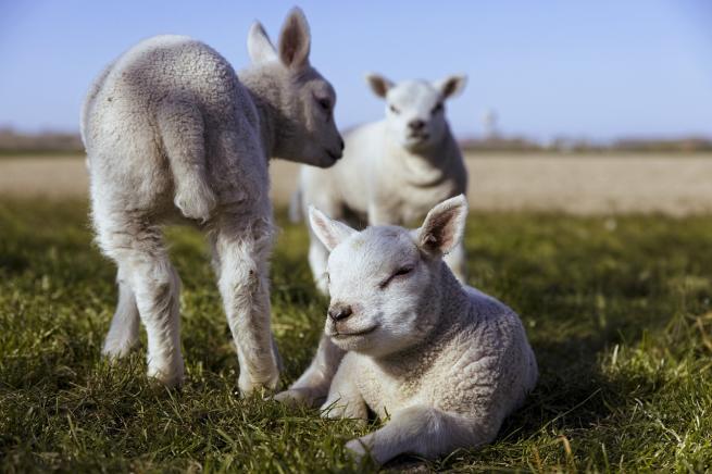 3 lambs relax in a field