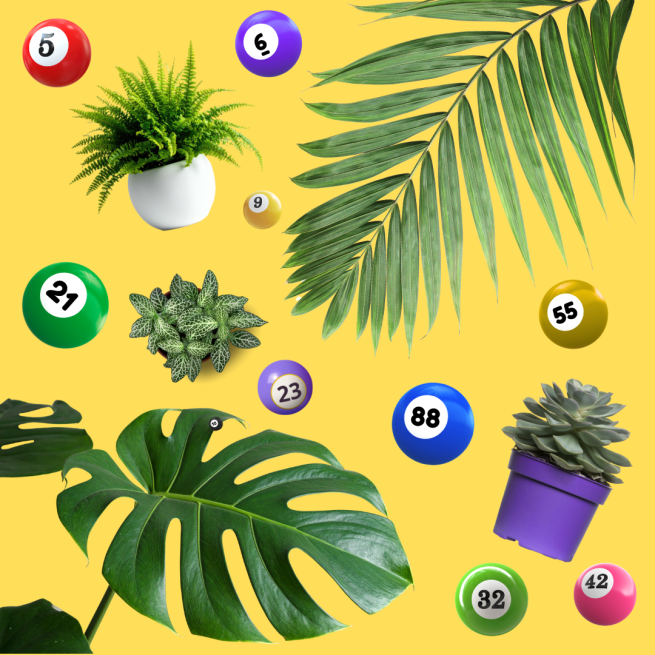 Bingo and Plant Graphic