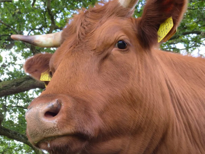 Cow in front of tree