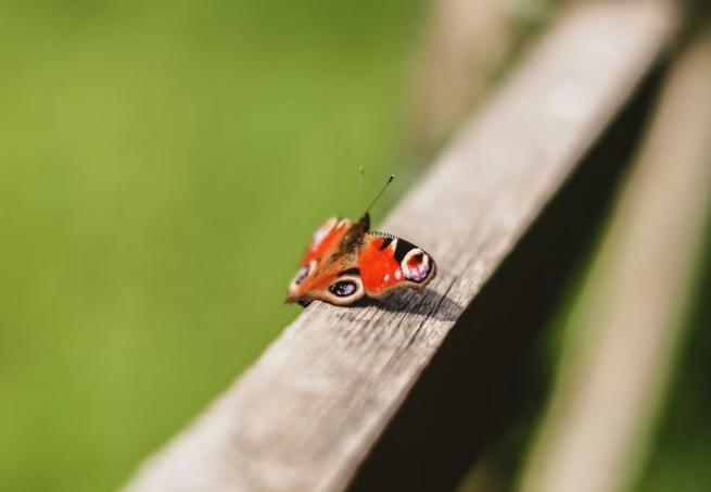 Butterfly
