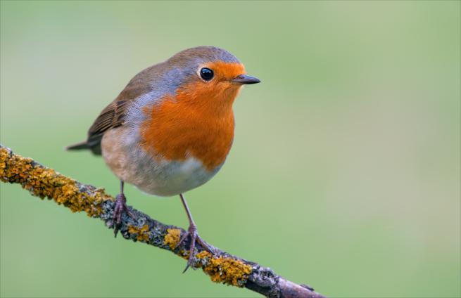 A robin on a branch