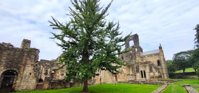 picture of a tree in an abbey 