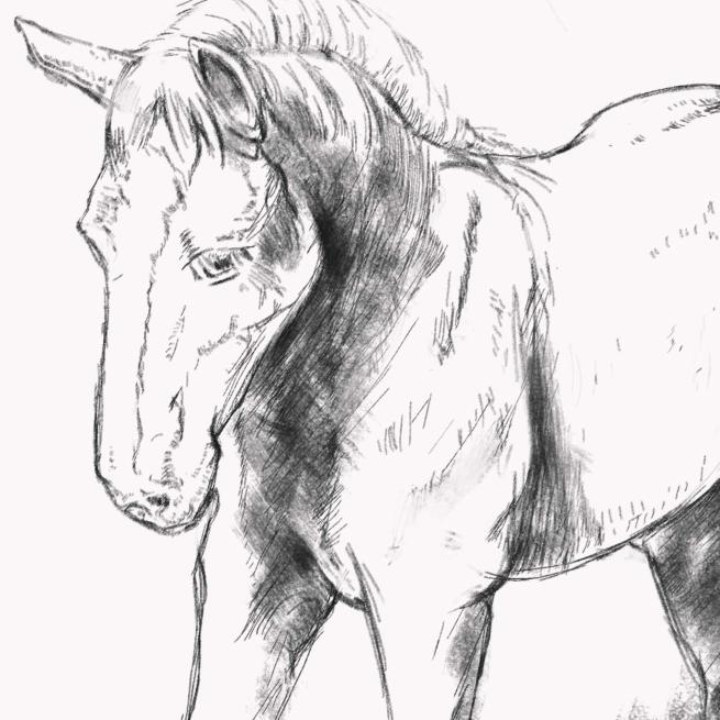 A drawing in black pen and pencil of a horse, a lot of detail has gone into the face