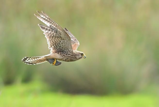 Image shows a kestrel flying with prey in it's talons and greenery in the background