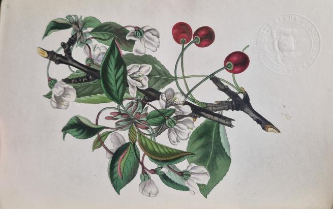 Painted cherries and white flowers on a branch