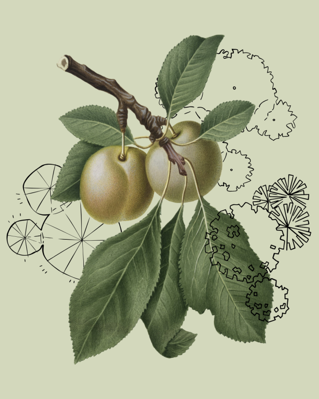 Apple Illustration