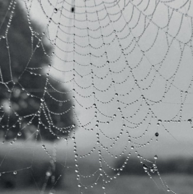 A spider's web