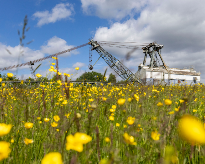 Image shows the preserved walking dragline 'Oddball' with a field of buttercups in bloom in front of it