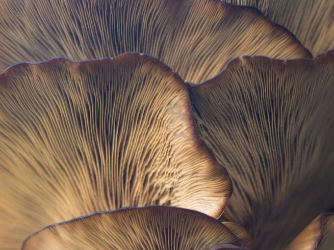 Close up of mushrooms showing all texture