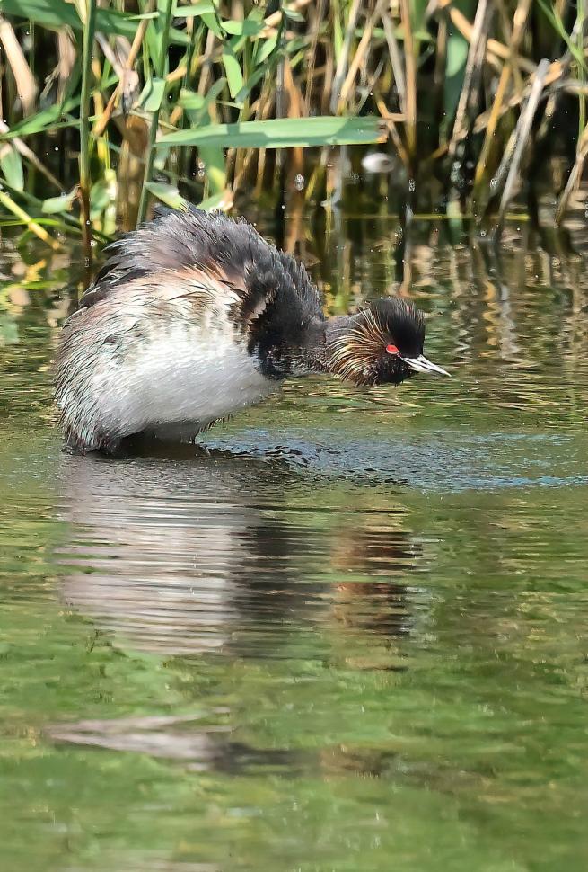 Image shows a black necked grebe mid dive with reedbeds in the background