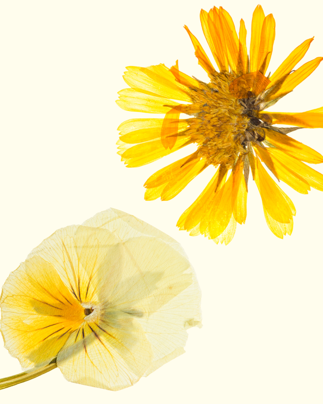 pressed flowers on a beige background