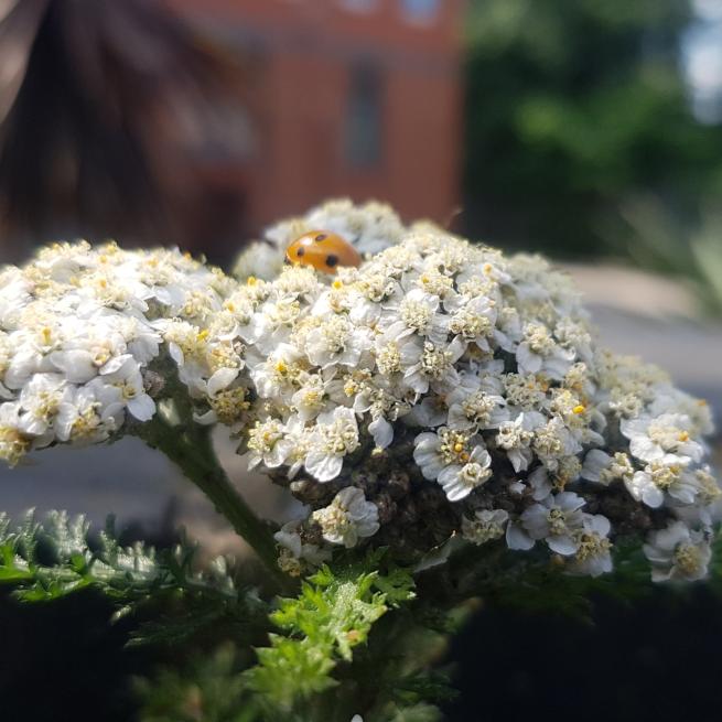 A photograph or some white flowers with a ladybird sat on one of them