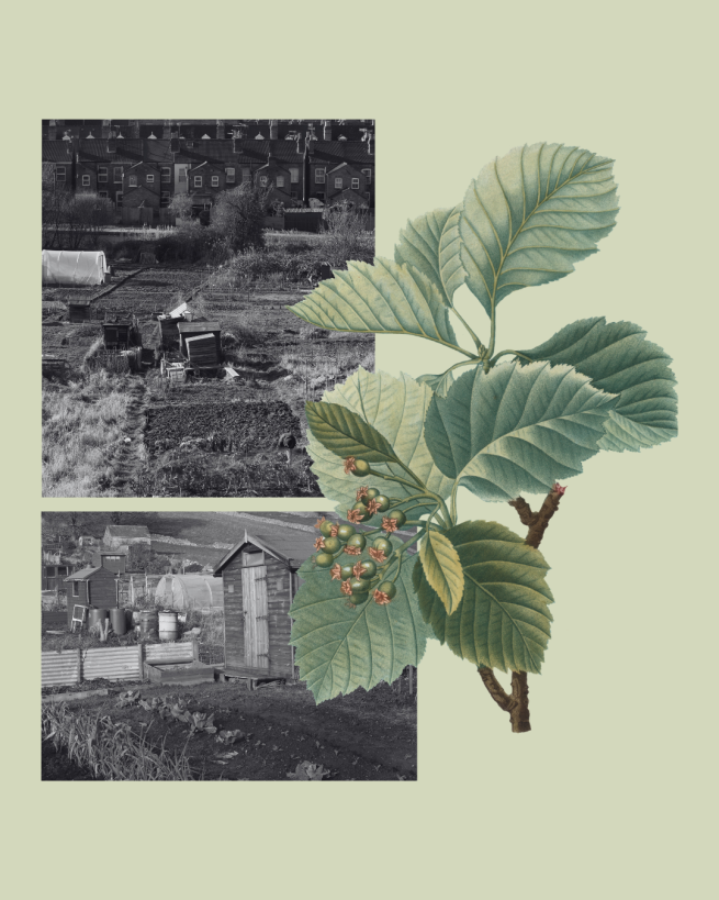 image of allotments and botanical illustrations