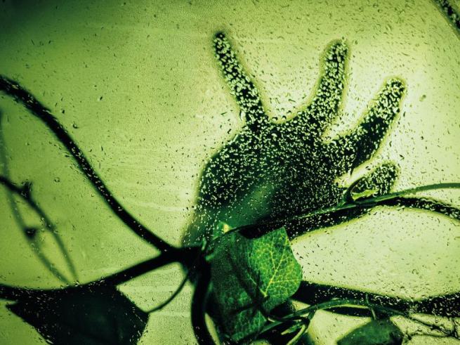 Eery image of a hand reaching out surrounded by vine leaves 