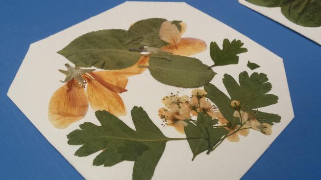 A collection of leaves and flowers on a piece of paper. 