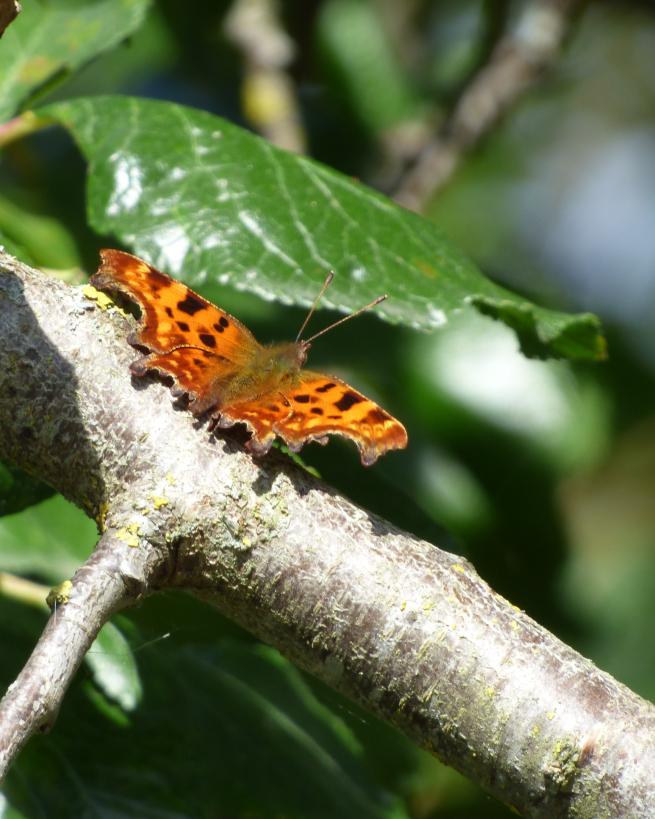A butterlfy resting on a branch. 