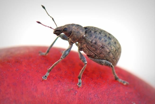 a brown beetle stood on a red fruit, possibly an apple.
